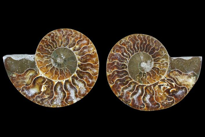 Cut & Polished Ammonite Fossil - Agatized #82306